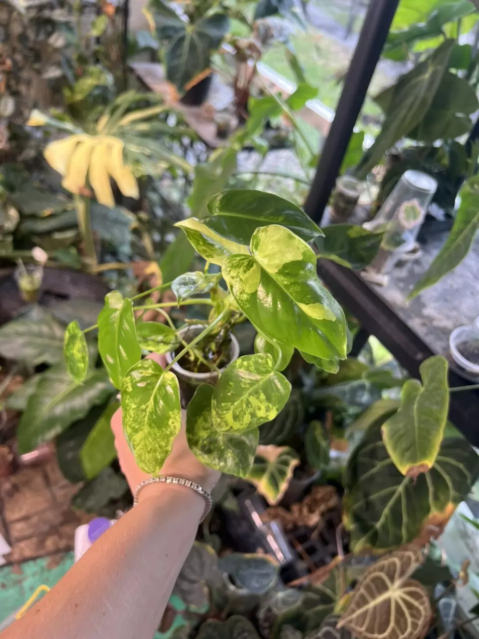 Variegated Philodendron Burle Marx (2) thumbnail