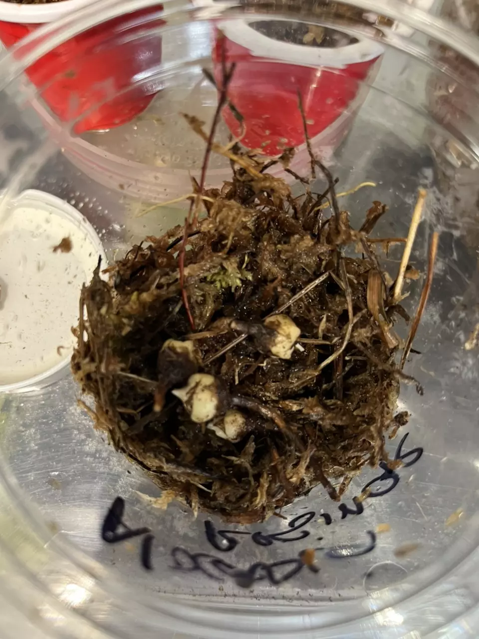 Alocasia Silver Dragon Corms thumbnail