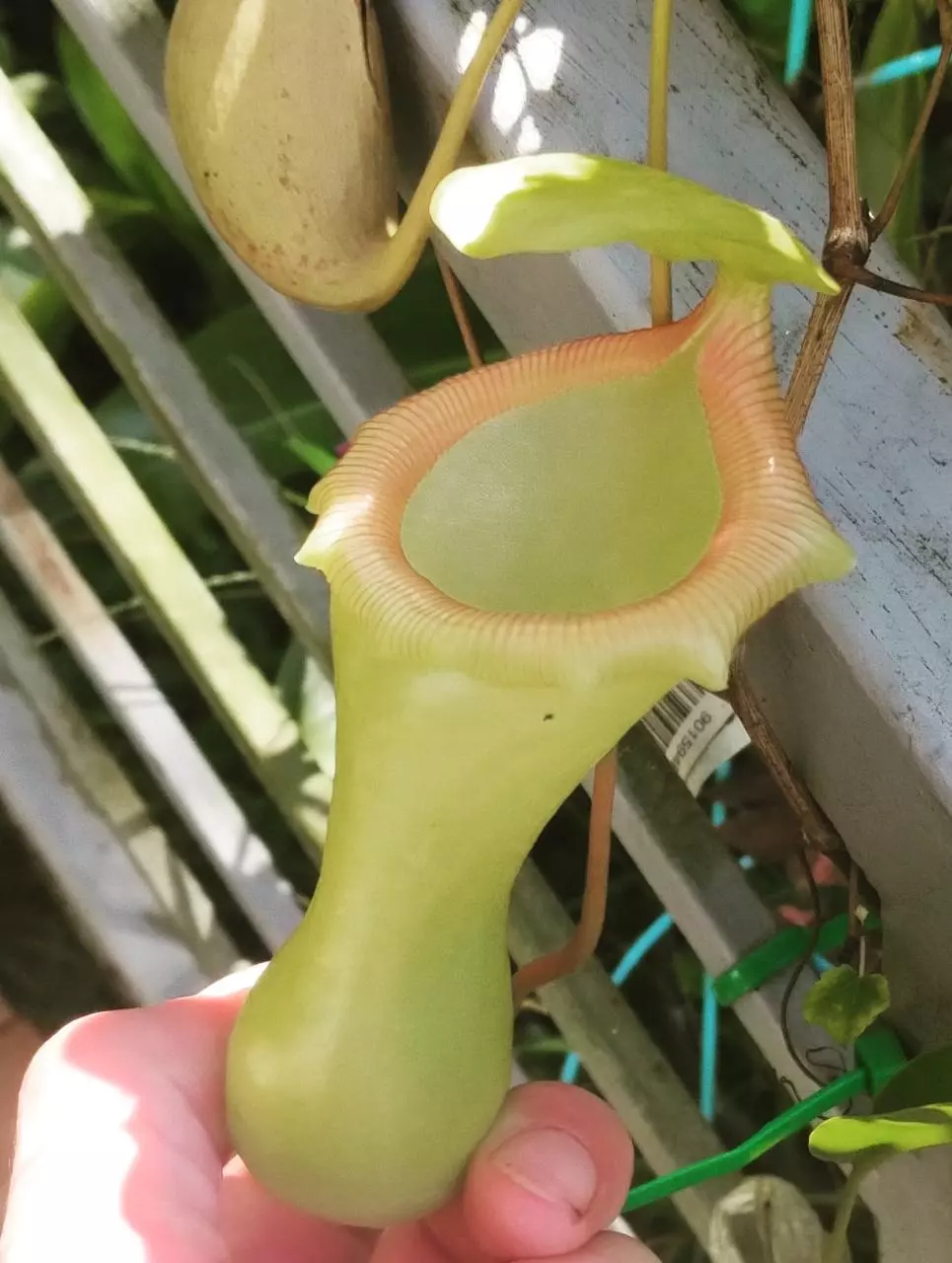 Nepenthes ventricosa monkey cups thumbnail