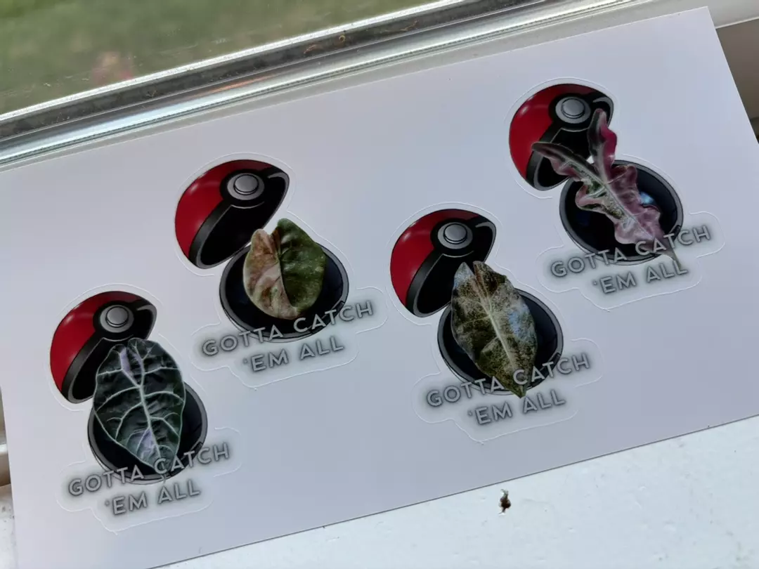 CUSTOM 2” Gotta Catch Em All Sticker SEND A PIC OF YOUR PLANT UPON PURCHASE :) thumbnail