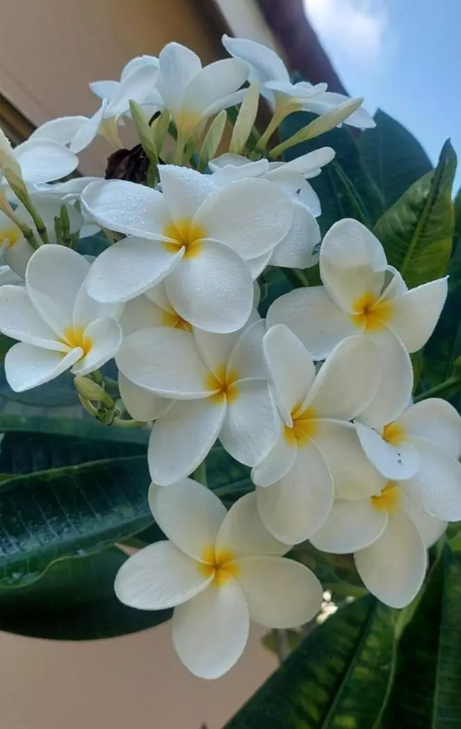 Plumeria Alba White Top cutting- Frangipani Hawaiian thumbnail