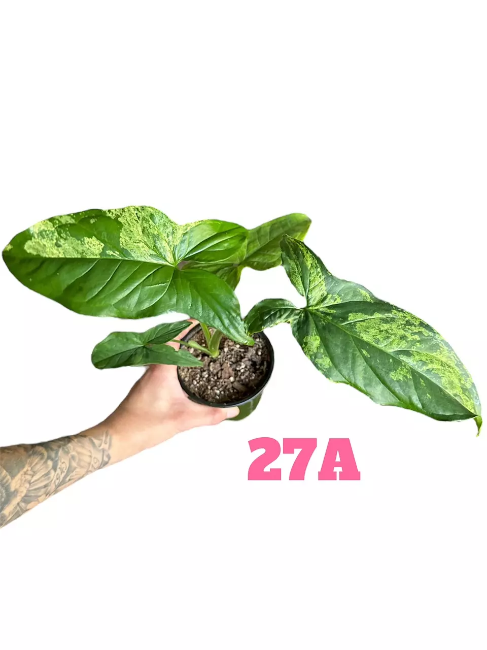 4” Syngonium Mojito 27A thumbnail