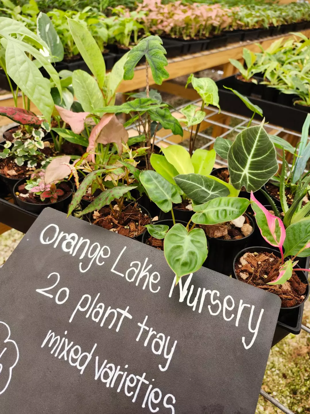 Grower’s Choice 20-Pack of Starters thumbnail