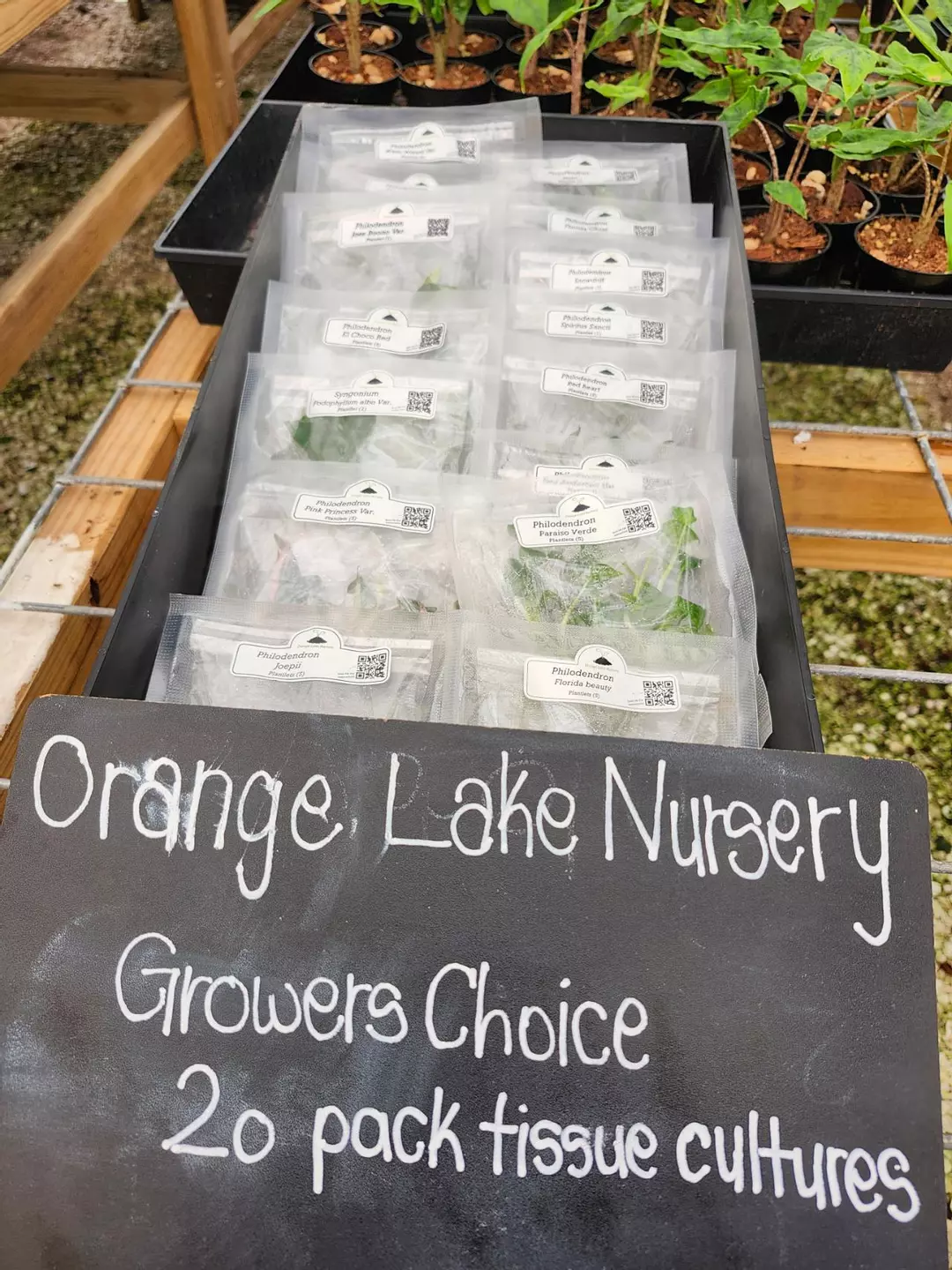 Grower’s Choice 20-Pack of Tissue Culture. thumbnail