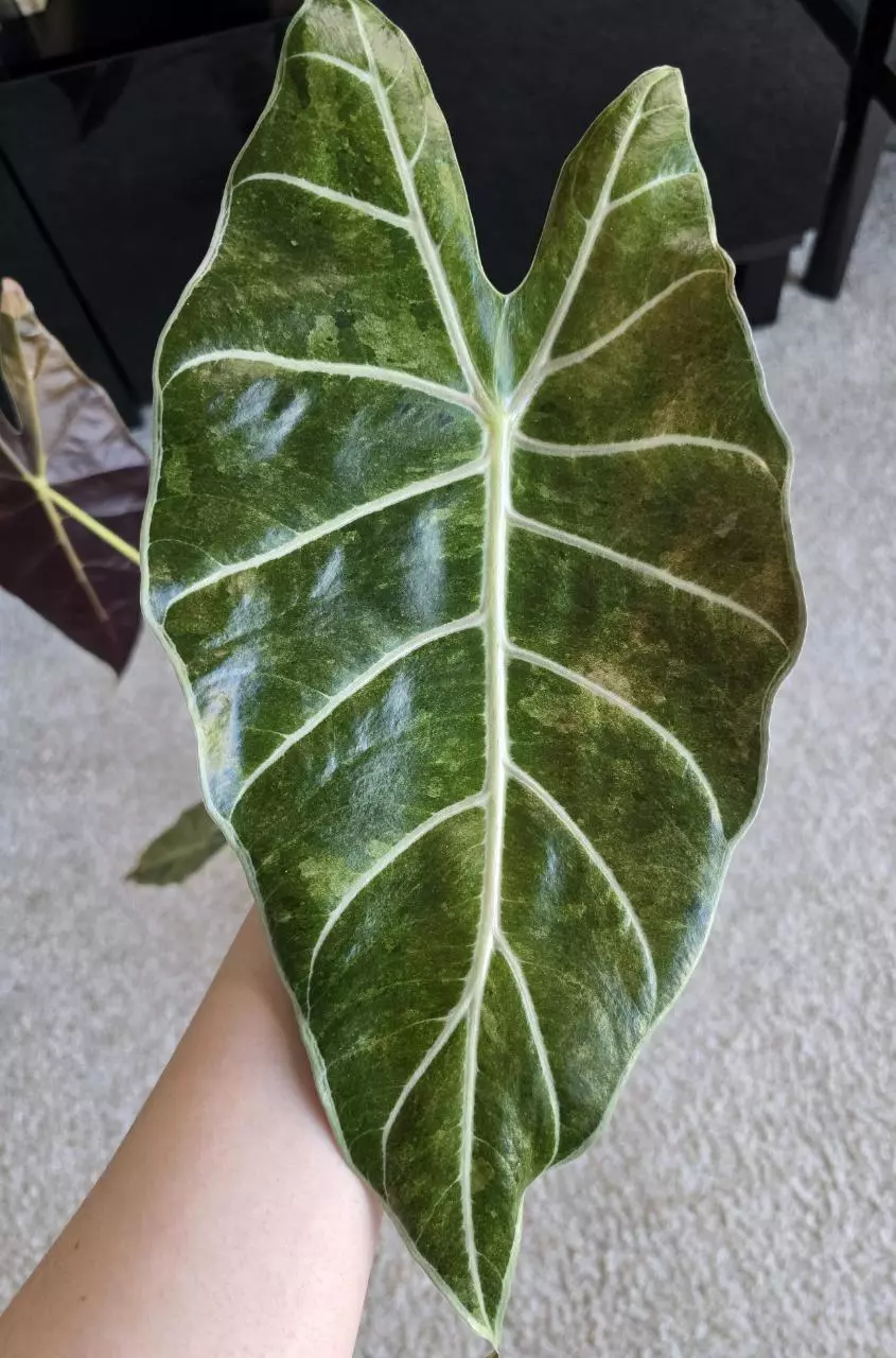 Alocasia dragonstooth pink mint CORM thumbnail