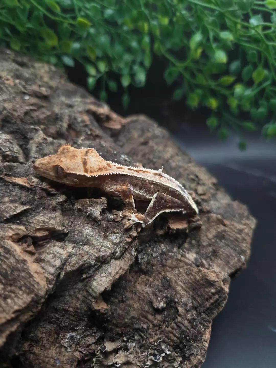 Baby Lilly white crested gecko (NPV) thumbnail