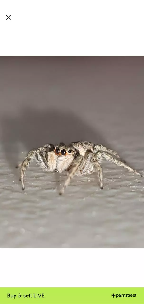 Menemerus semilimbatus  ( i4 & up ) thumbnail