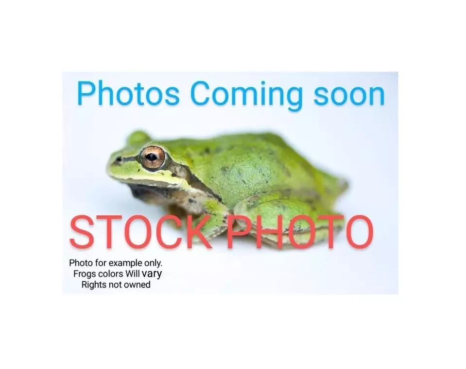 WC Pseudacris Sierra / Sierran Tree frogs ( group of 5) thumbnail