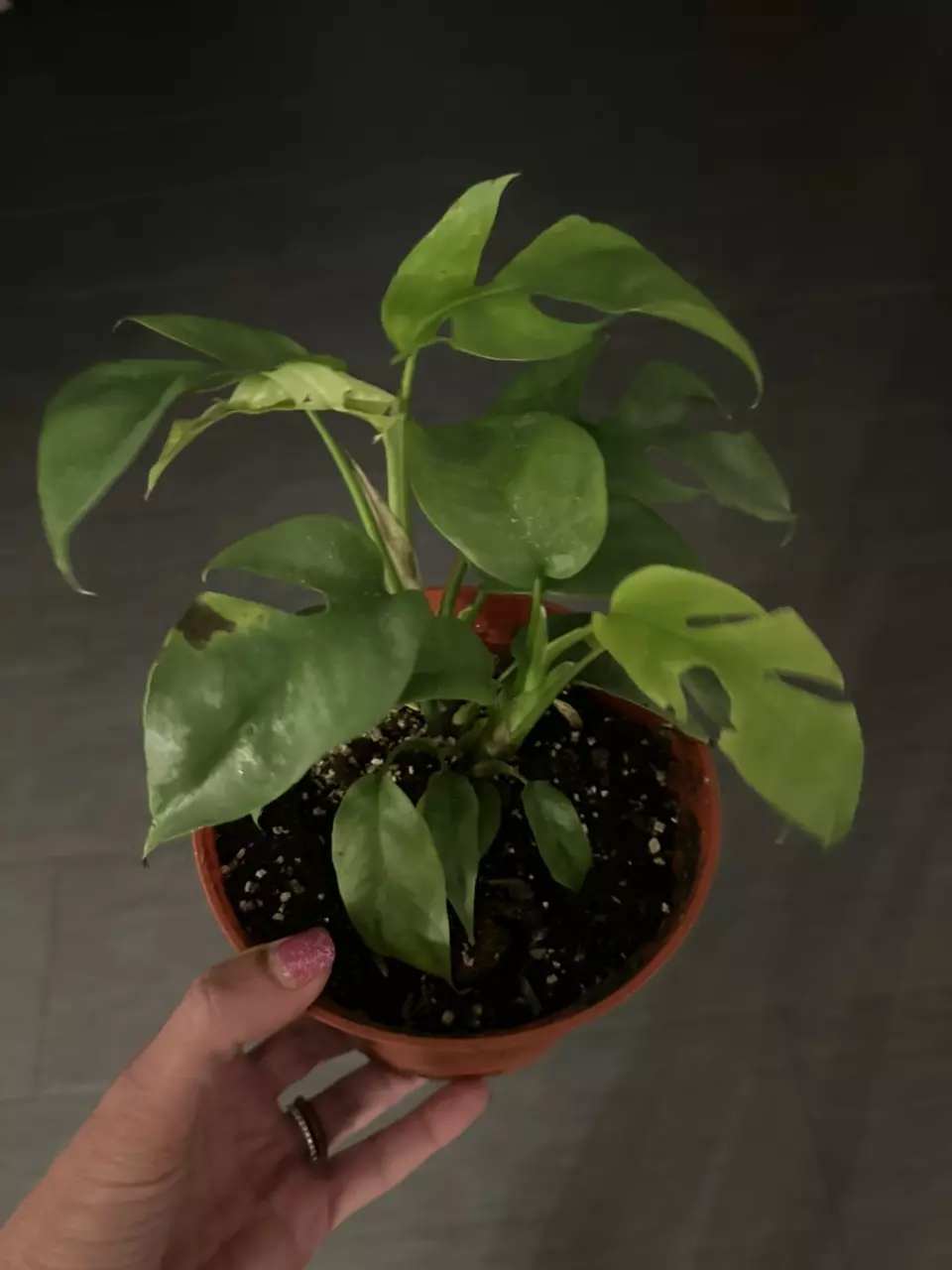 Rhaphidophora Tetrasperma in 6” Pot thumbnail