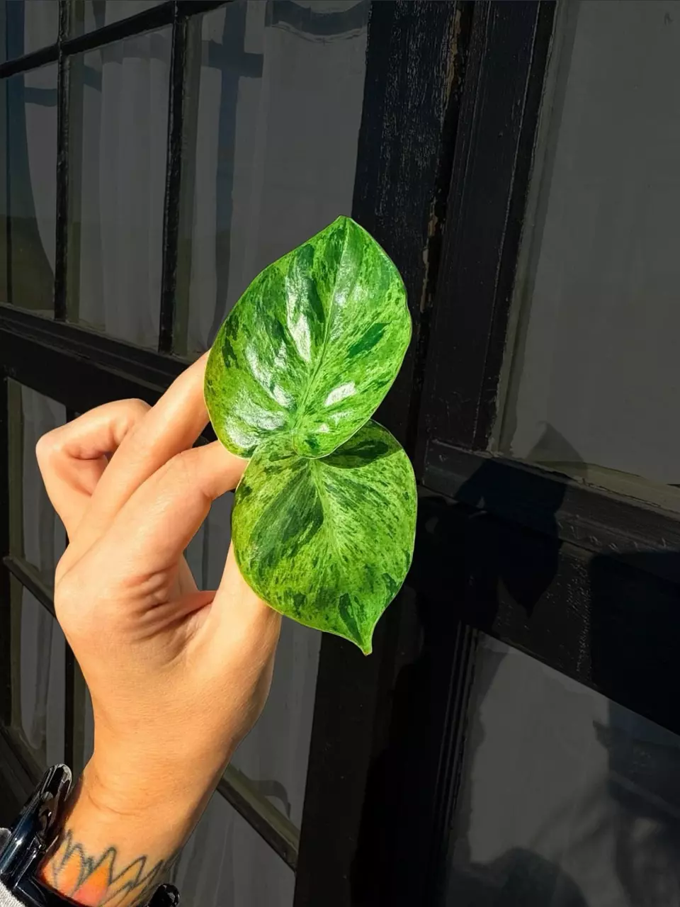 Variegated Heartleaf Philodendron - Rooted Cuttings (2) thumbnail