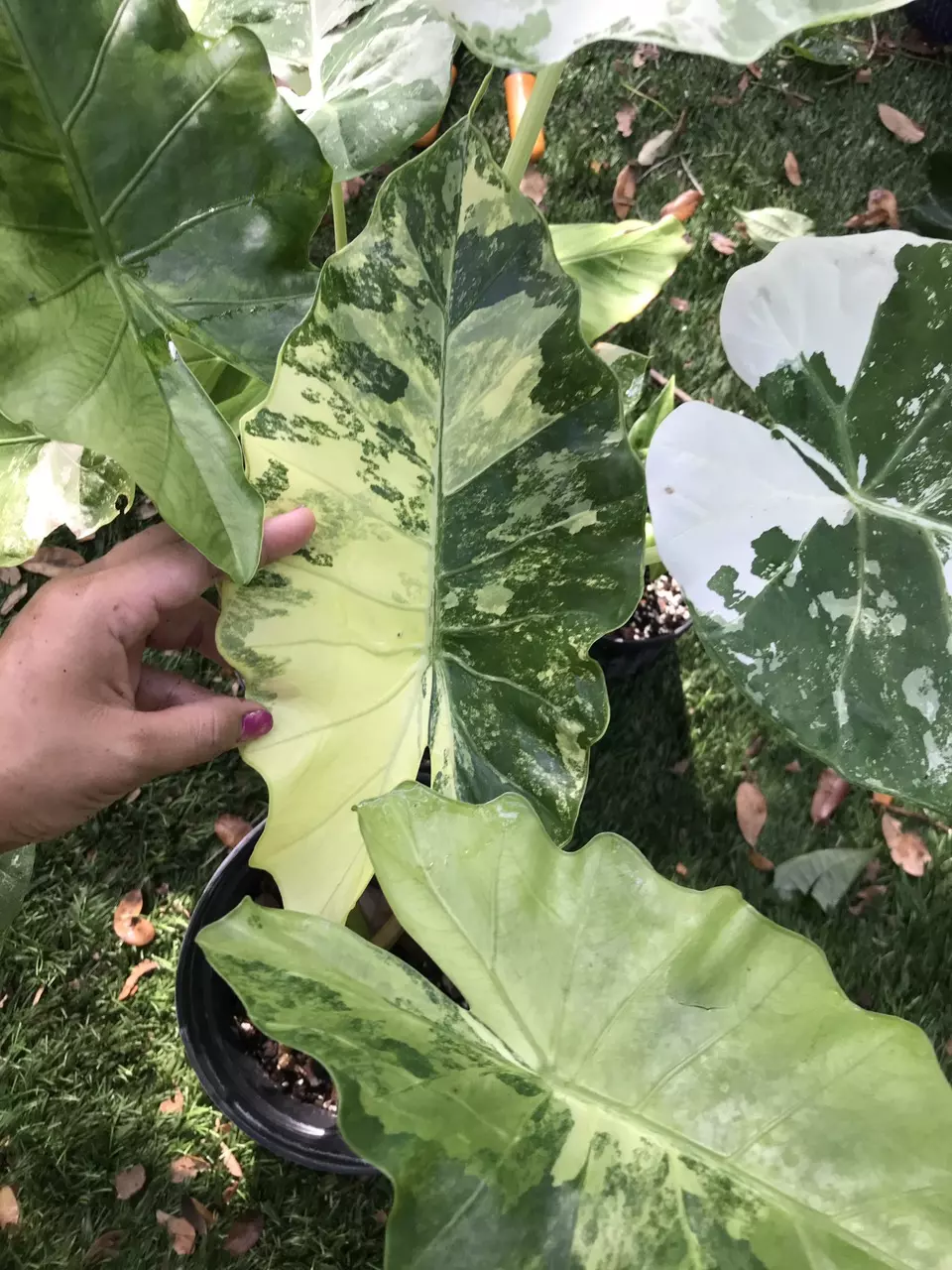 Variegated Alocasia Tyrion Pups thumbnail