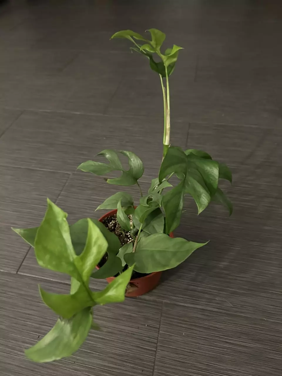 Rhaphidophora Tetrasperma in 6” Pot thumbnail