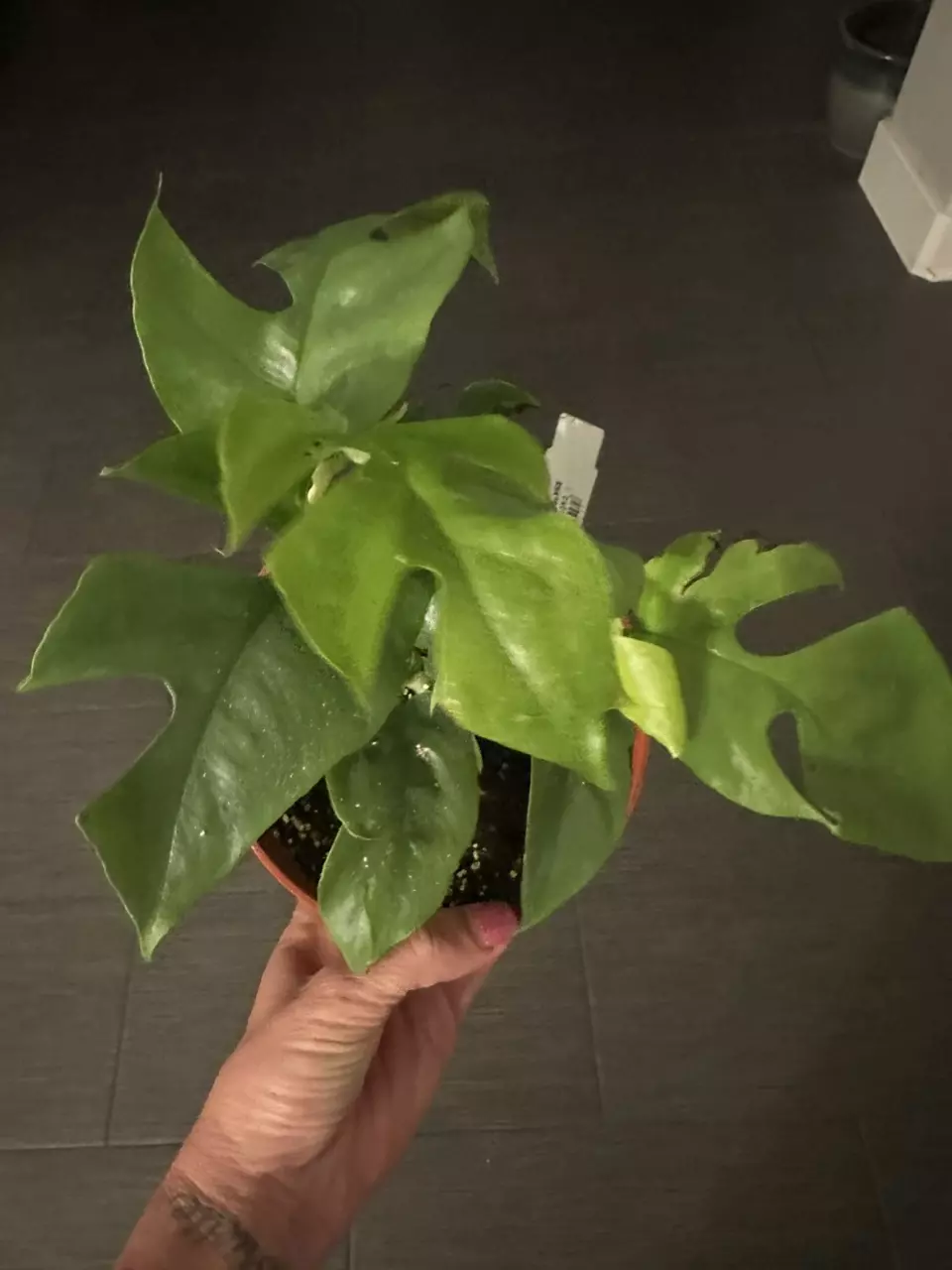 Rhaphidophora Tetrasperma in 6” Pot thumbnail