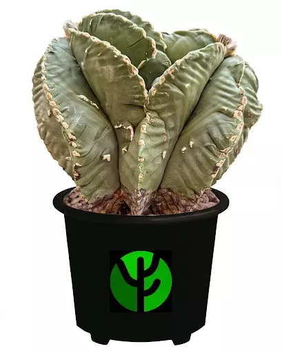 Ship in Pot thumbnail