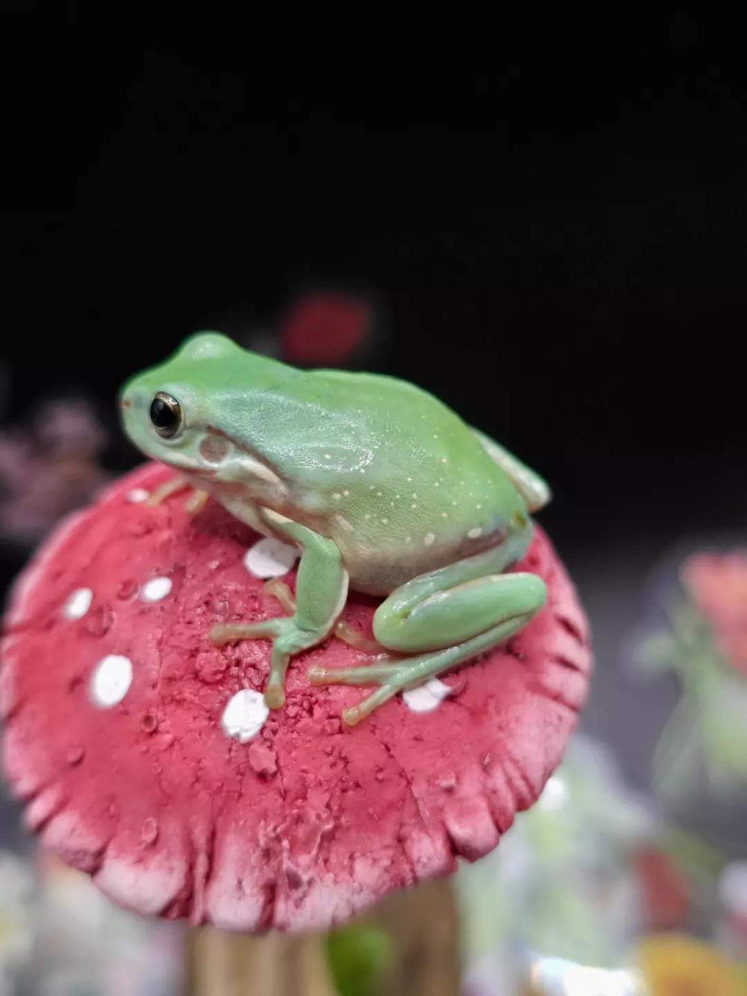 Blue phase whites tree frog thumbnail