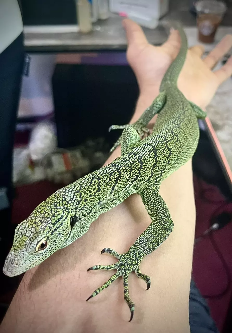 CB Adult Female Biak Tree Monitor thumbnail