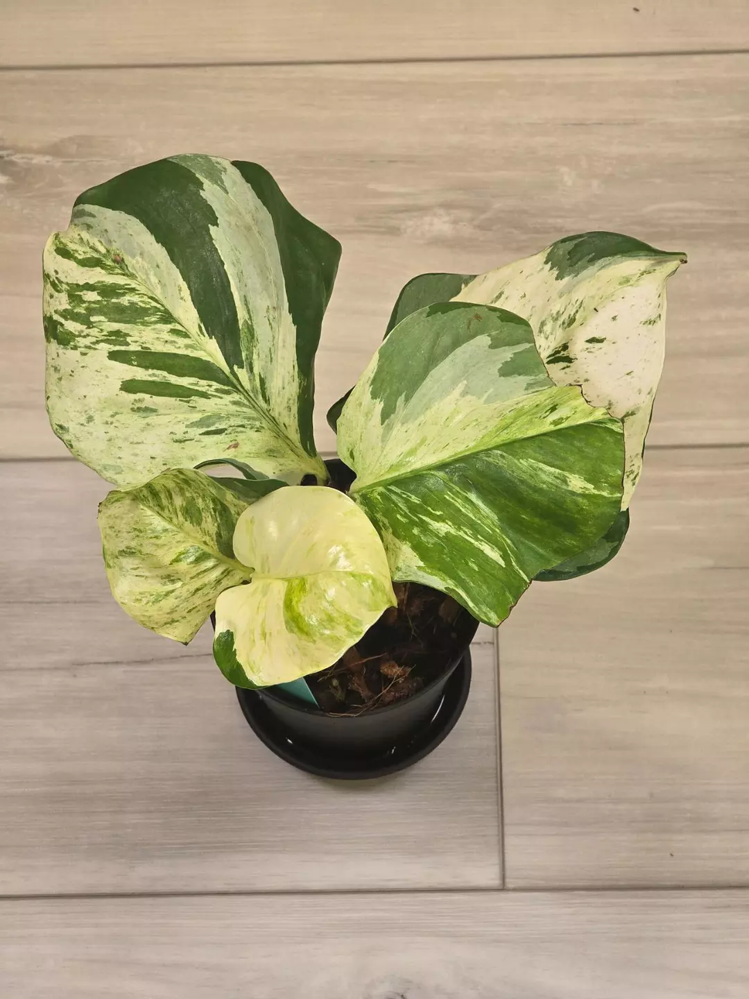 Manjula Pothos (purchased as Giant Pothos) thumbnail