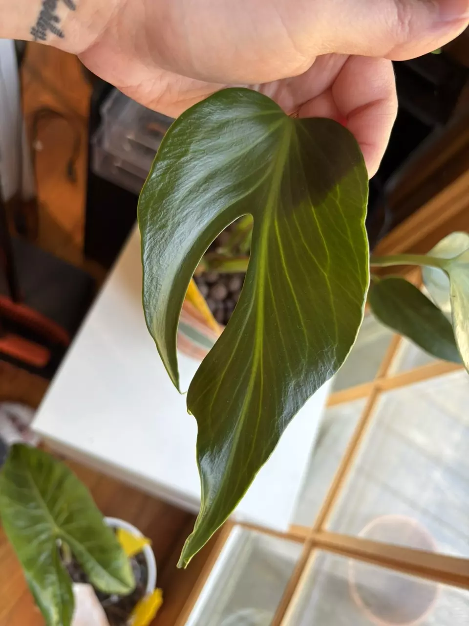 Burle Marx Flame Monstera Fresh Cutting thumbnail