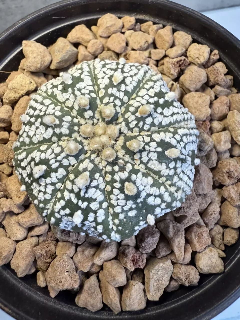 Astrophytum Asterias thumbnail