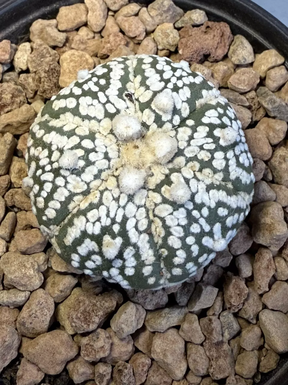 Astrophytum Asterias thumbnail