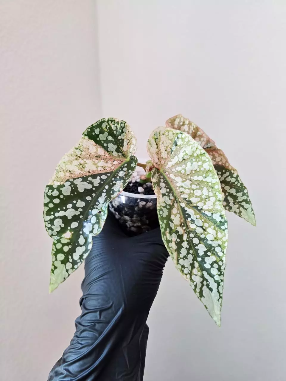 Begonia snowcap variegated thumbnail
