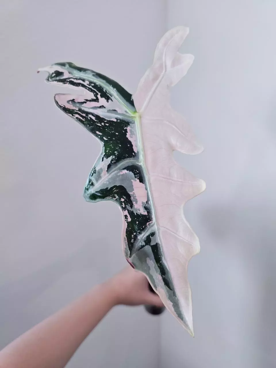 Alocasia k nobilis pink CORM thumbnail