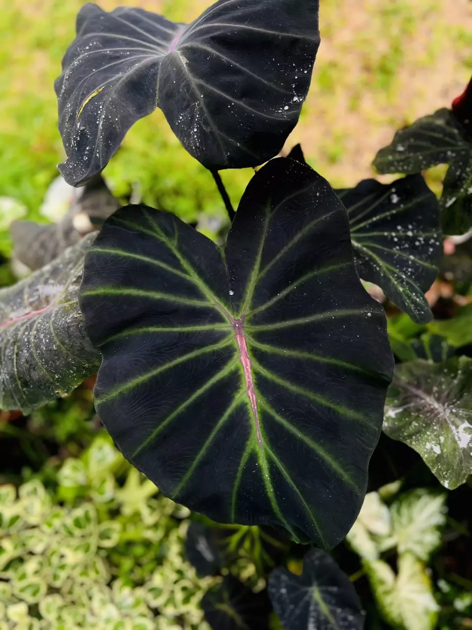 Colocasia Lightsaber *STARTER* thumbnail