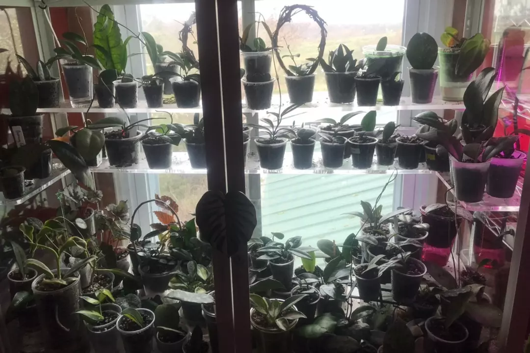 Surprise Hoya🥳 thumbnail