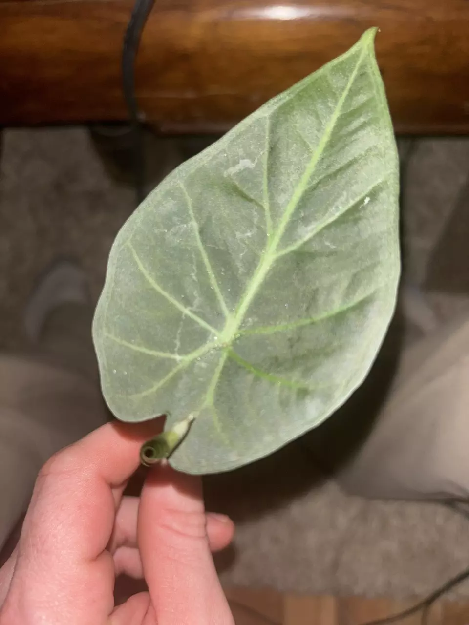 Alocasia regal shields thumbnail