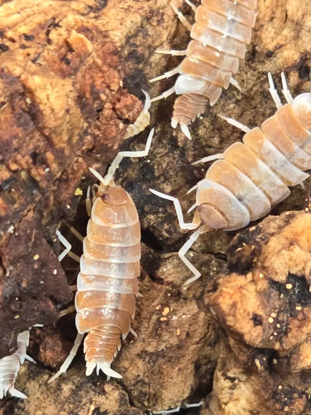 P.pruinosis Orange Cream 10ct thumbnail