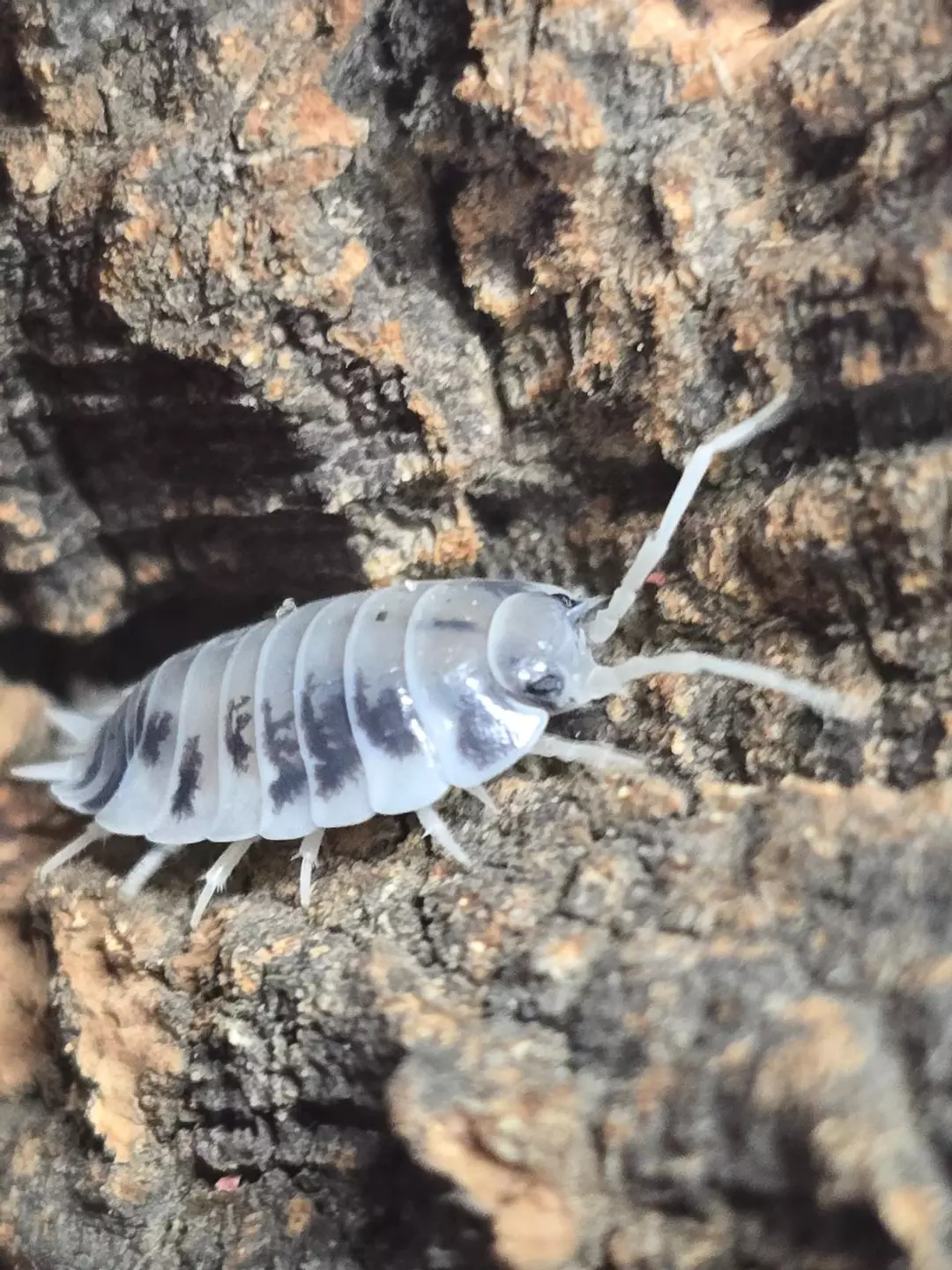 P.laevis Dairy Cow 10ct thumbnail