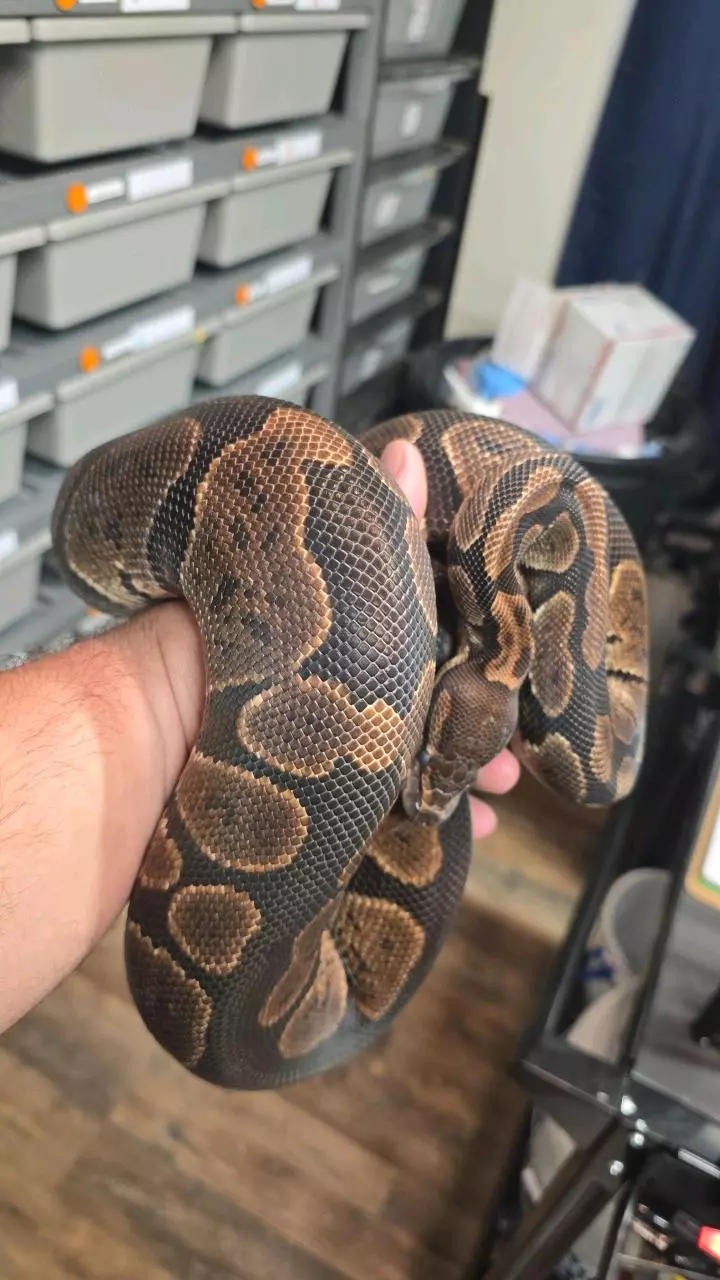 Dinker Granite Project Female RTB thumbnail