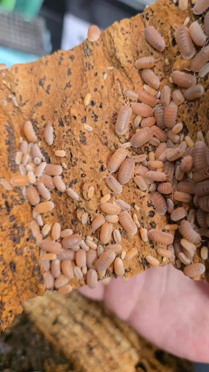 C.murina Papaya 10ct thumbnail