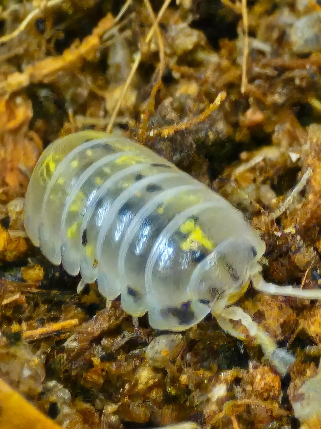 A.vulgare Magic Potion Japanese Line 6ct thumbnail