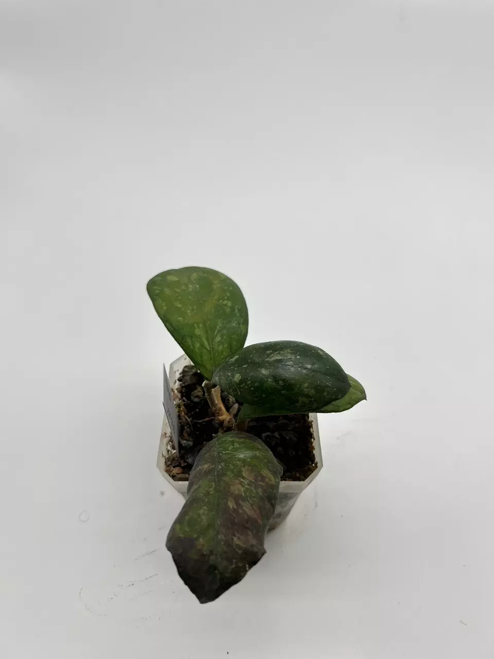 Hoya Larisa thumbnail