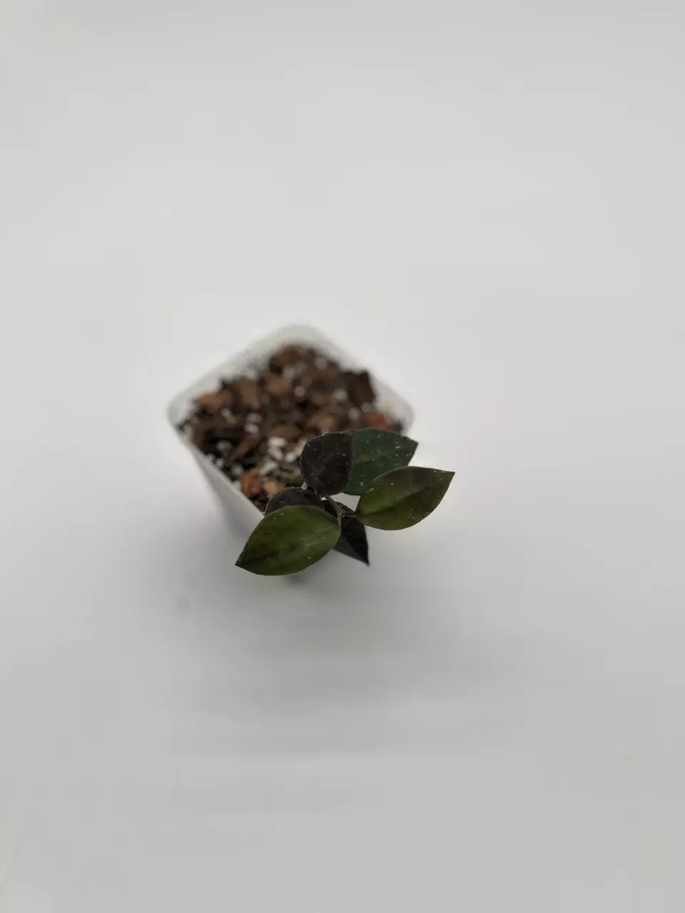 Hoya Walliniana UT 152 thumbnail