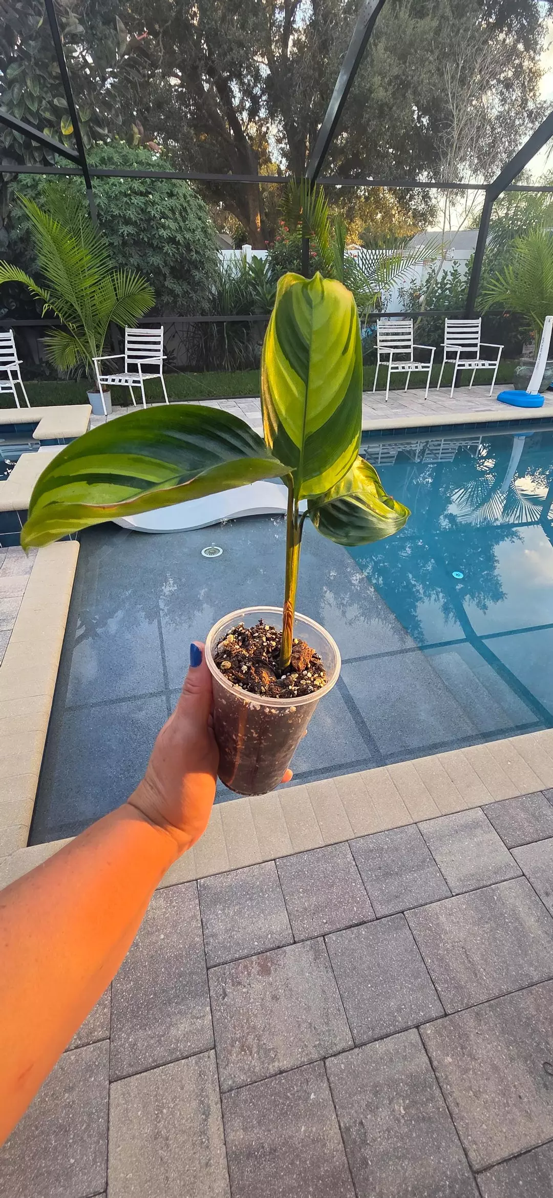 Calathea Pilosa thumbnail