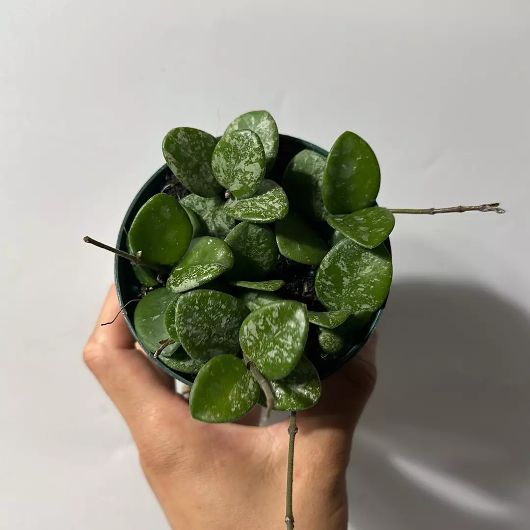 Hoya Mathilde 'Splash' 4" pot thumbnail