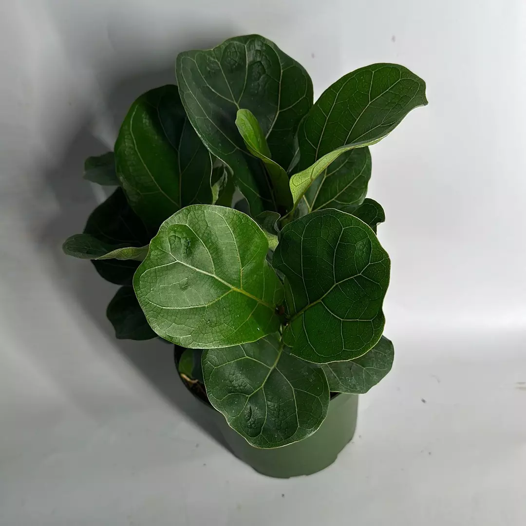Ficus Fiddle Leaf Fig 6" pot thumbnail