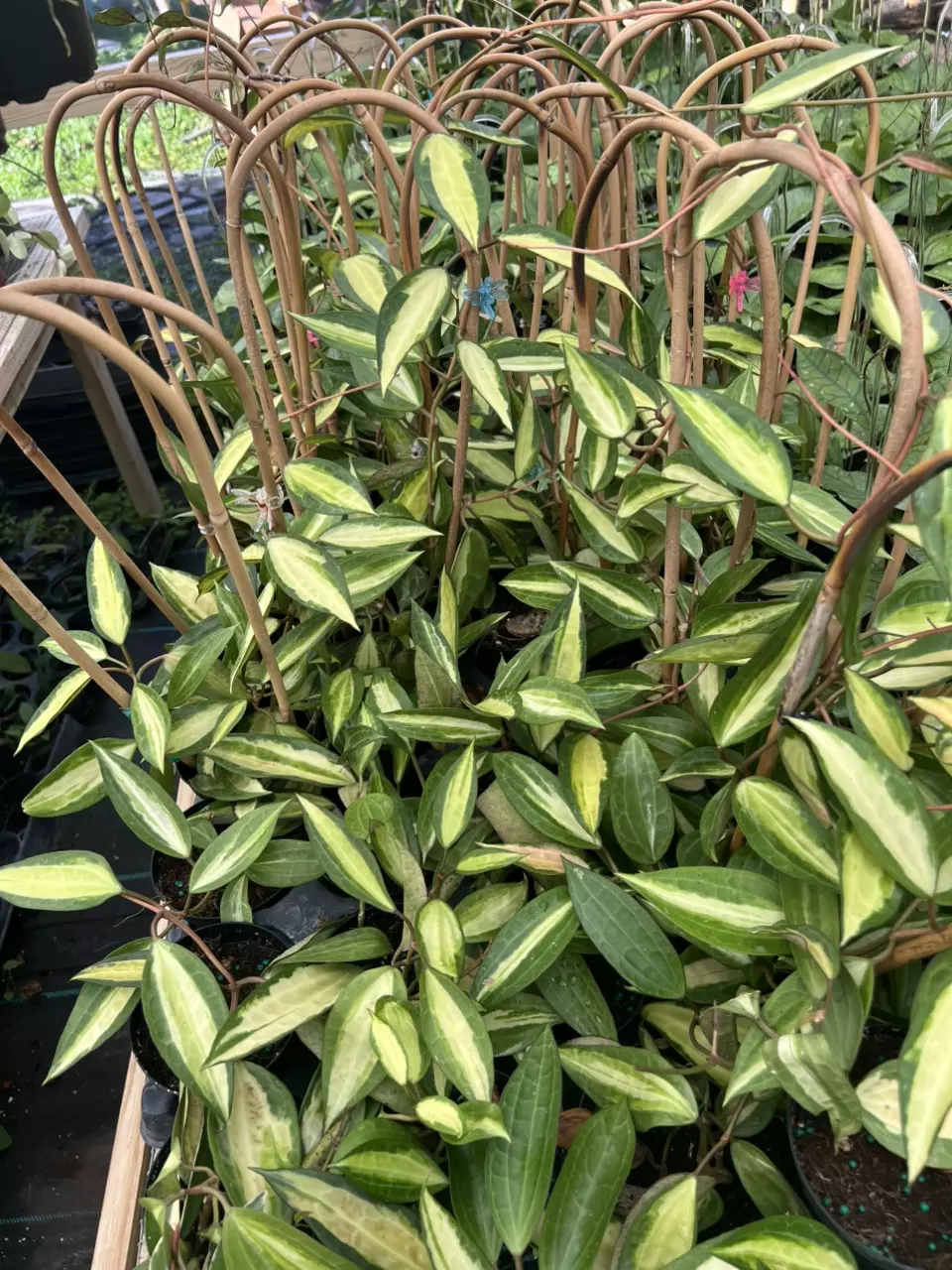 SHIPPING 2 DAYS (CAN BE MORE IF THE PACKAGE IS BIG) thumbnail