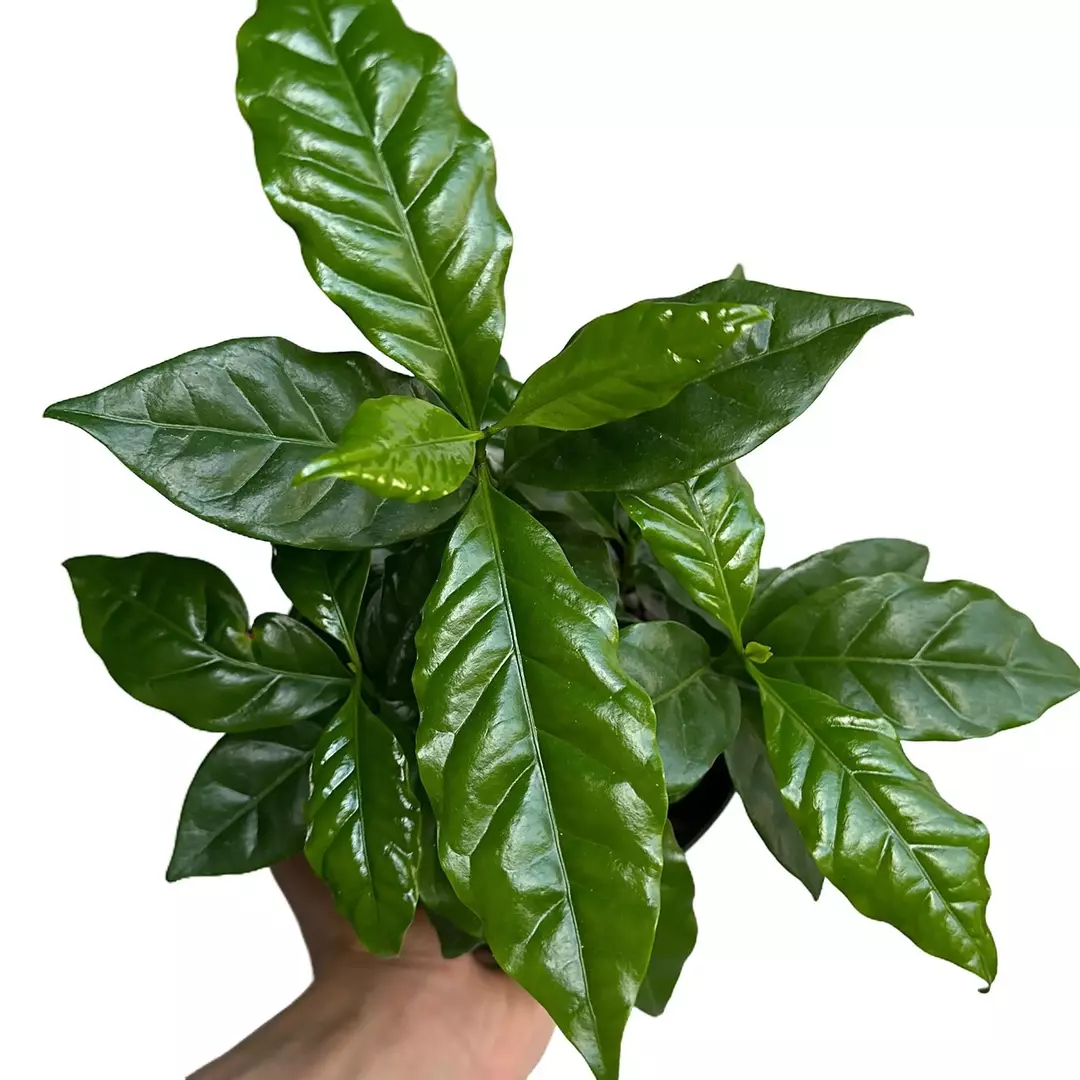 Coffee Plant Arabica 6" thumbnail