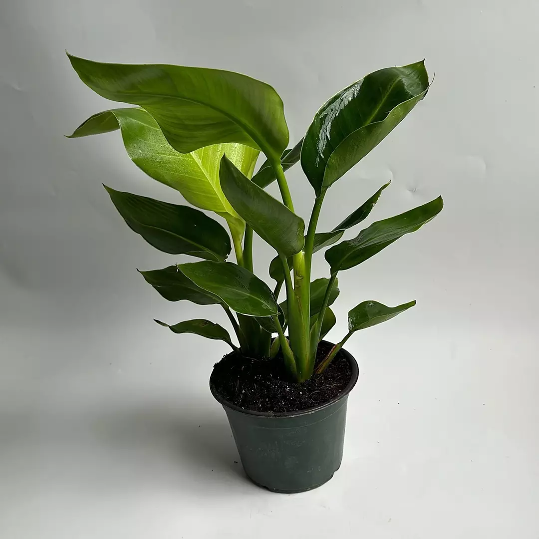 Birds of Paradise 6” thumbnail