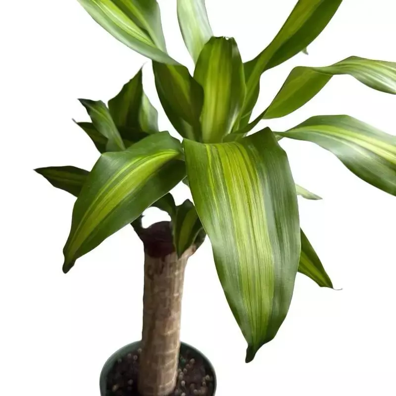 Brazilian Lucky Wood 6" pot thumbnail