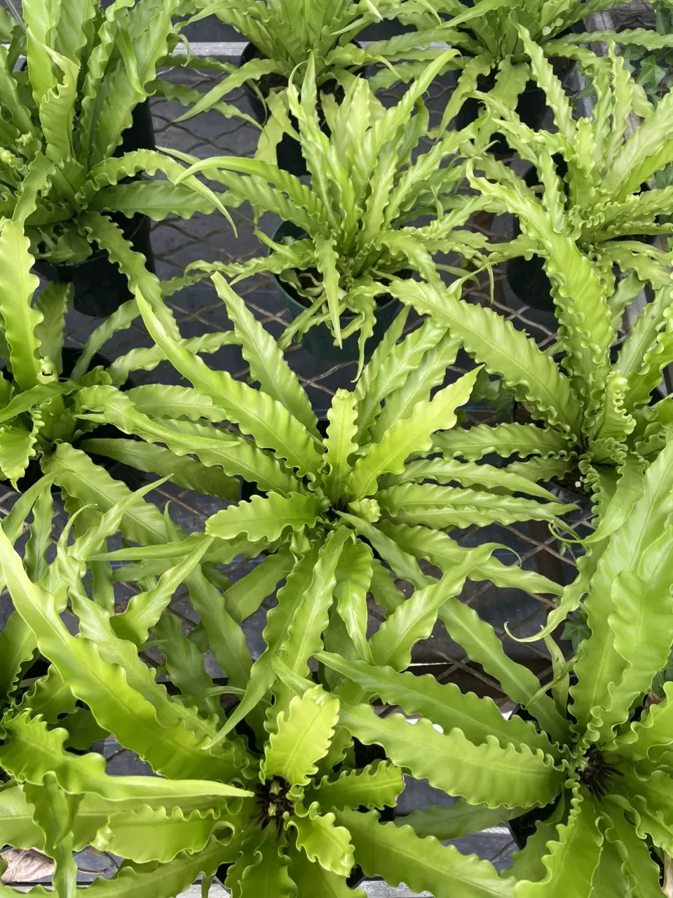 Bird nest fern thumbnail