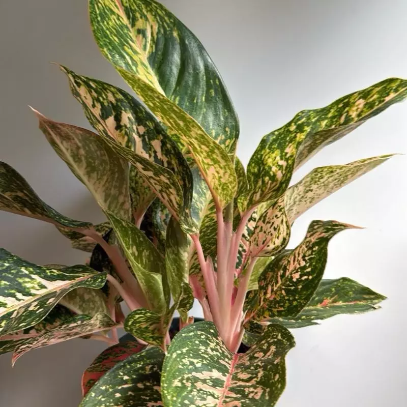 Chinese evergreen Pink starlight 6" pot thumbnail
