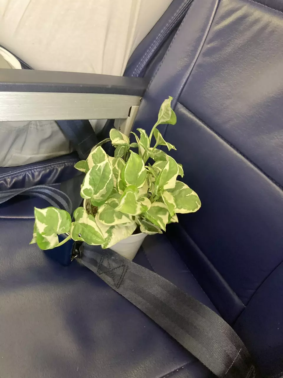 Expedited Shipping thumbnail