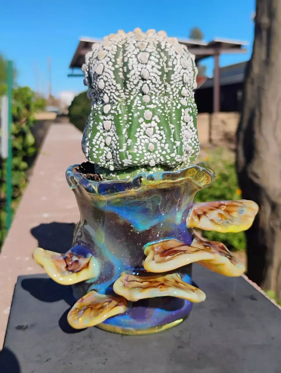 Borosilicate glass succulent/ plant Pot ! 🍄 thumbnail