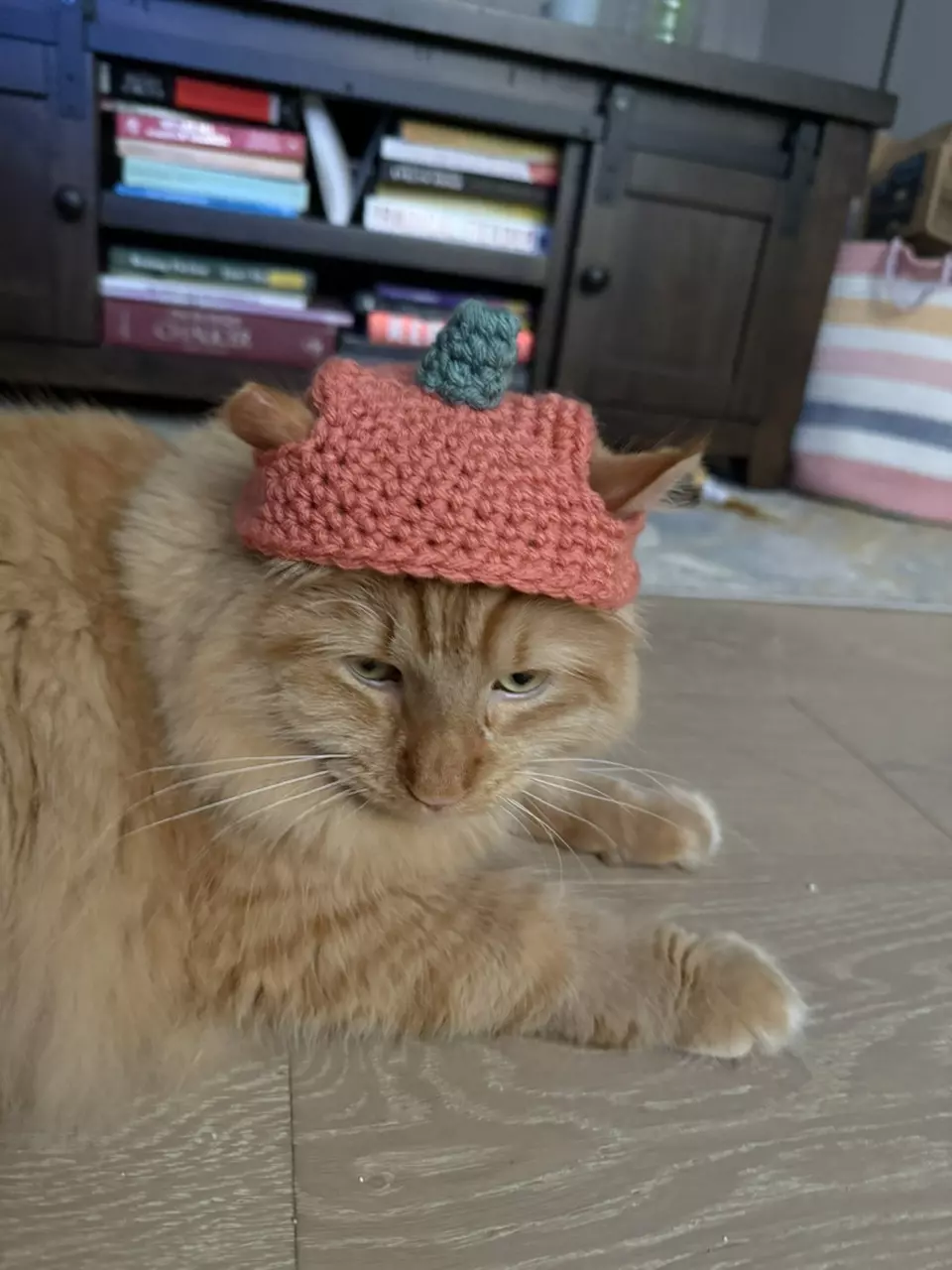 Cat pumpkin hat thumbnail