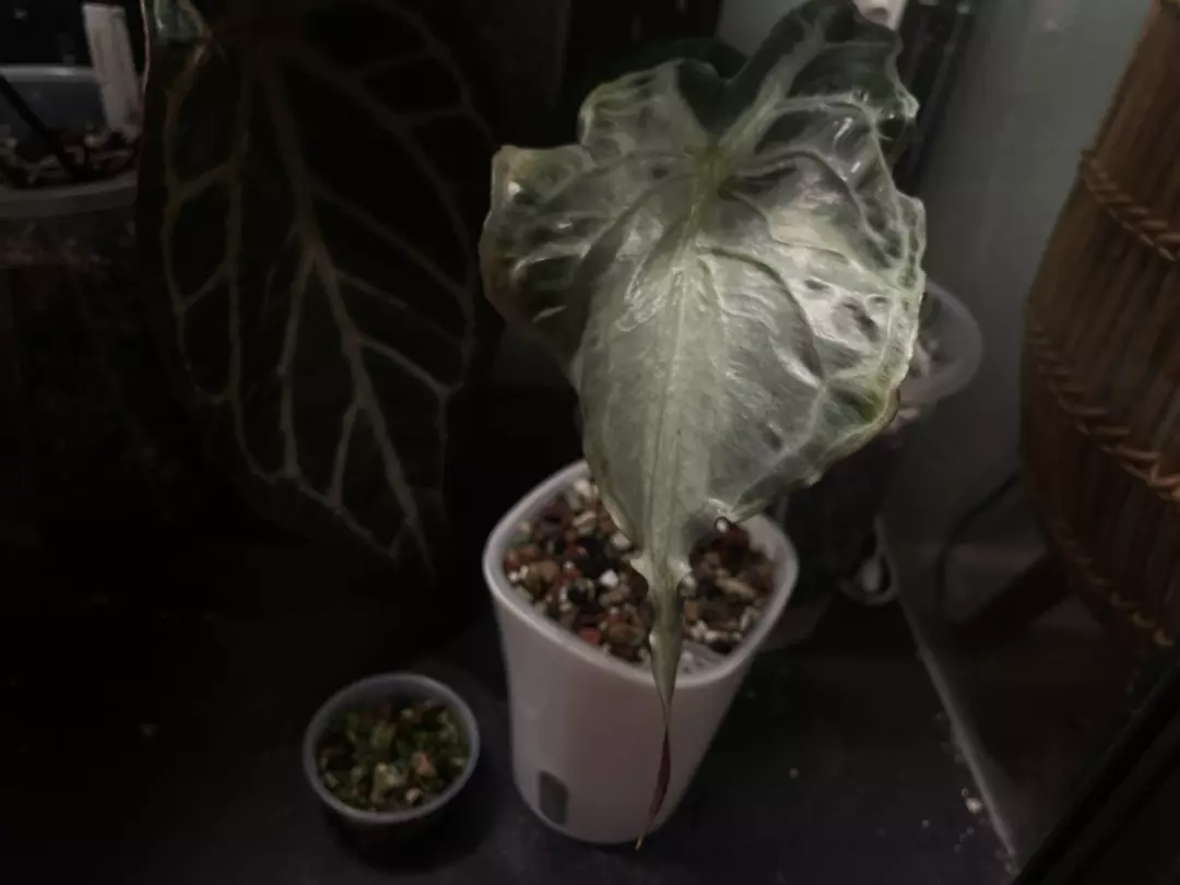 Venom momma AND sprouting corm! thumbnail