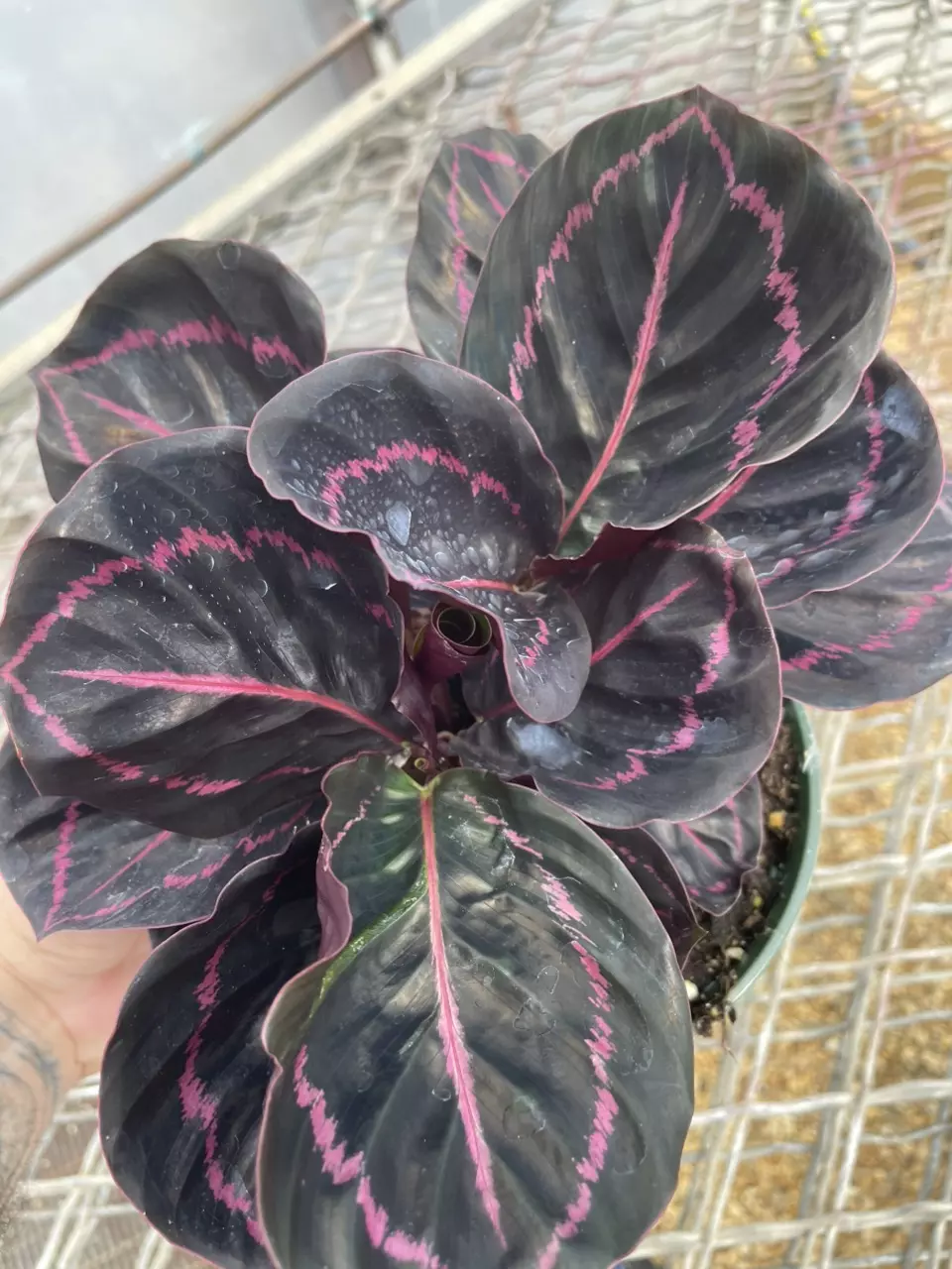 Dotty Calathea thumbnail